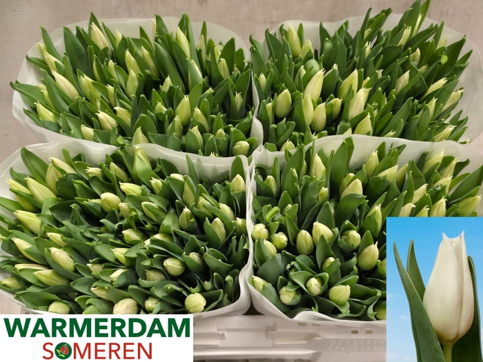 <h4>TU EN AGRASS WHITE</h4>