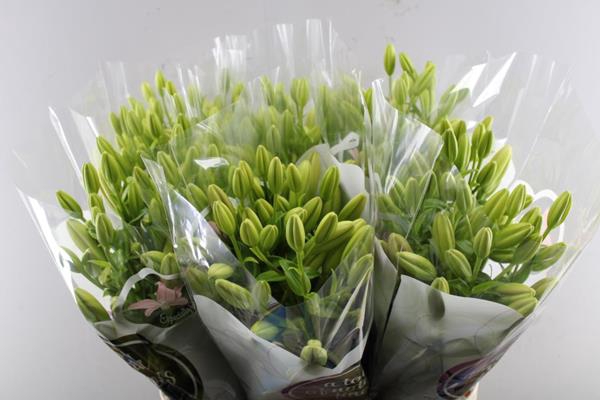 <h4>Li La Tirreno (rose) Bredef</h4>
