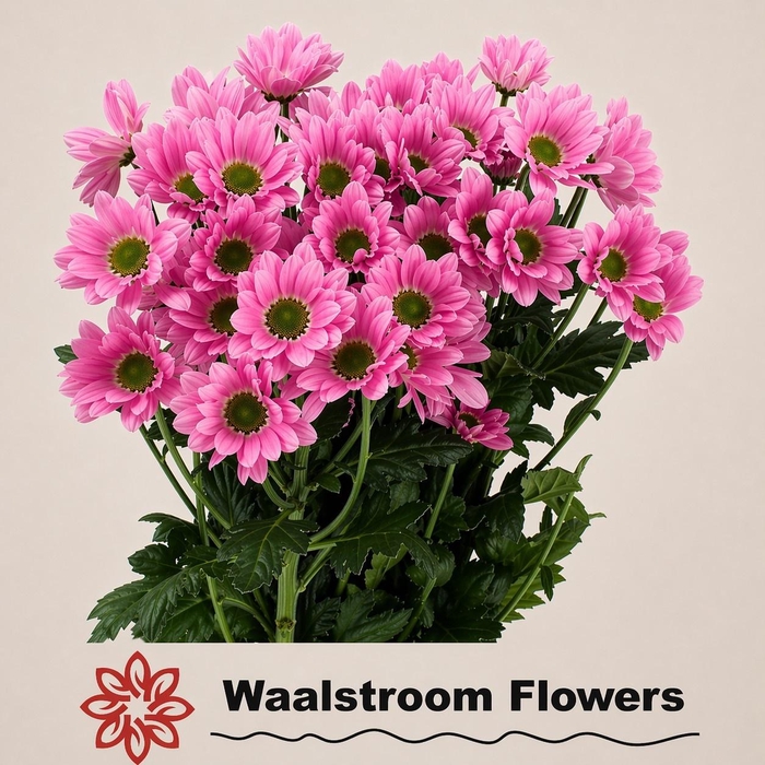 <h4>CHR T RIHANNA</h4>