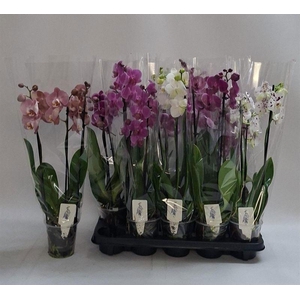 PHAL GEM