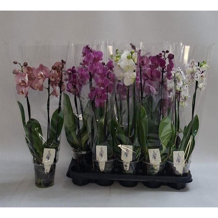 <h4>PHAL GEM</h4>