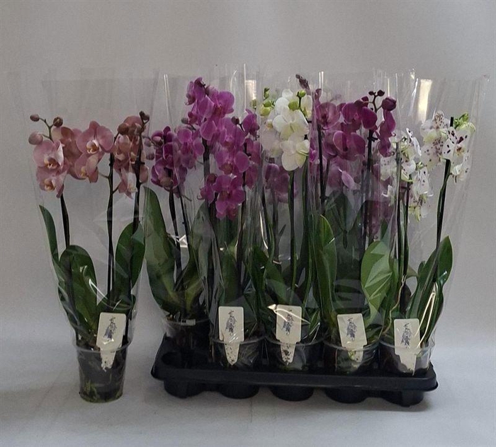 PHAL GEM