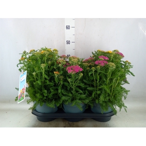 Achillea millef.