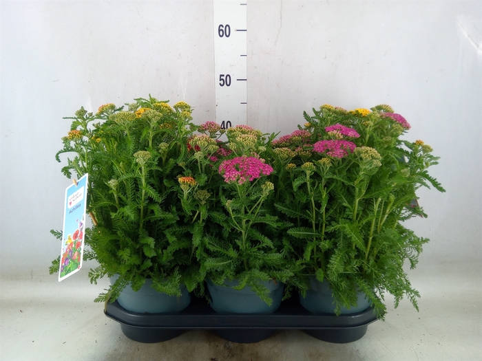 <h4>Achillea millef.</h4>
