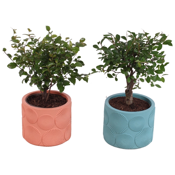 <h4>Bonsai Indoor Mix Ø 9cm Ball Shape in Ø11cm Ceramic EV464</h4>