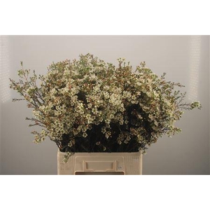 Chamelaucium Sirius White