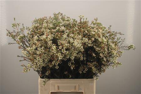 <h4>Chamelaucium Sirius White</h4>