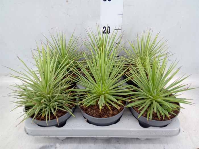 <h4>Agave stricta 'Nana'</h4>