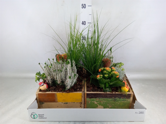 <h4>Arr.   Tuinplanten L%</h4>