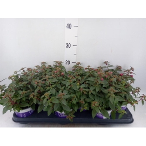 Fuchsia  'Bella Fuchsia Soila'