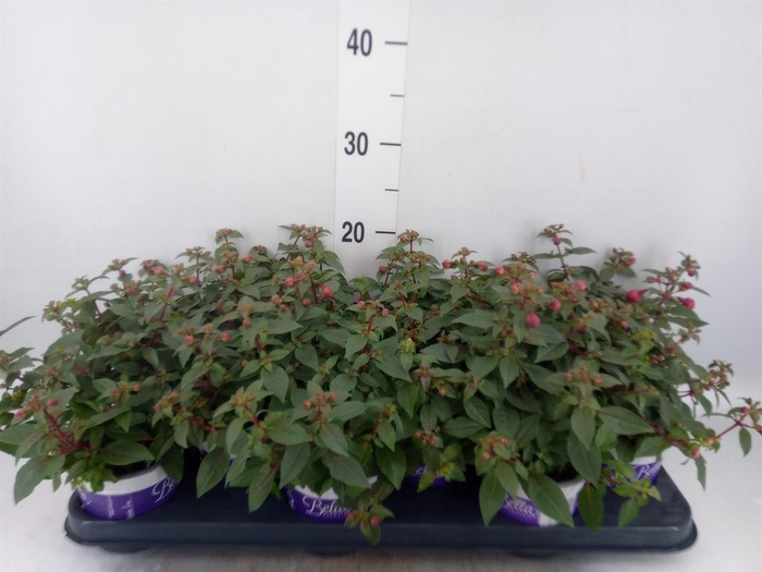 <h4>Fuchsia  'Bella Fuchsia Soila'</h4>