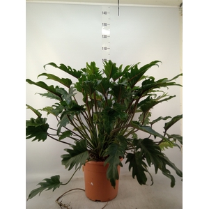 Philodendron  'Xanadu'