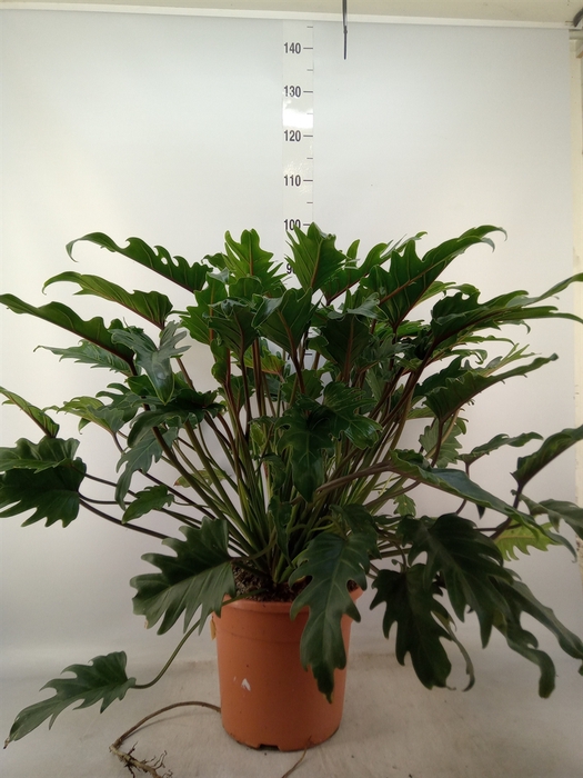 <h4>Philodendron  'Xanadu'</h4>