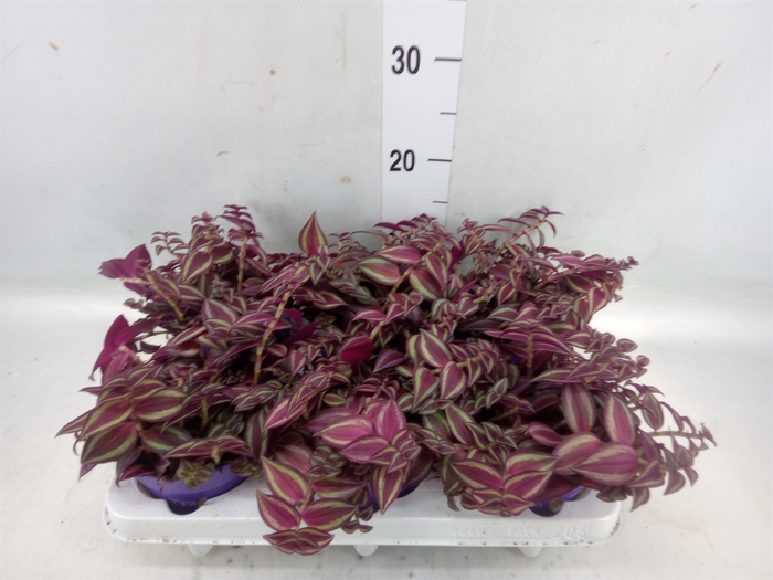 <h4>Tradescantia   ...</h4>