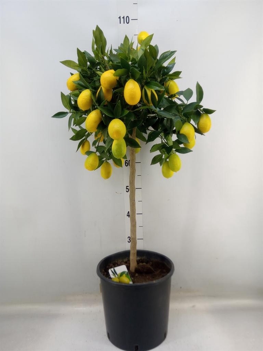 <h4>Citrus   ...</h4>