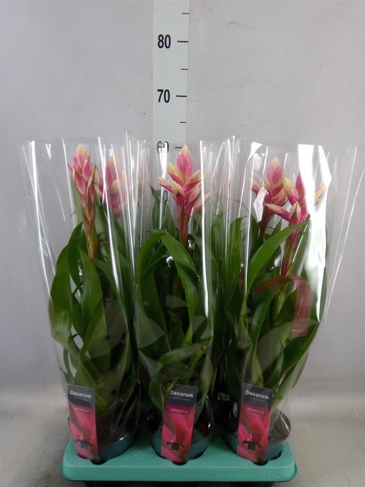 <h4>Guzmania  'Candy'</h4>