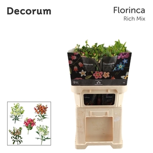 ALST FL GEM I FUST (Rich)