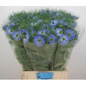 NIGE D MYSTRY BLUE