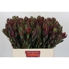 Leucadendron Senorita