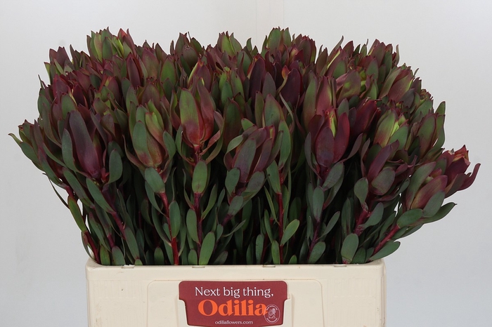 Leucadendron Senorita