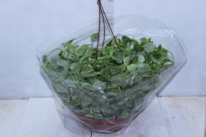 <h4>PEPEROMIA SCANDENS C32</h4>