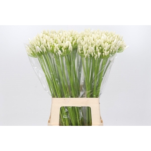 AGAP EYFORI WHITE