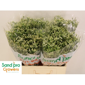 LIM SIN COOL DIAMOND