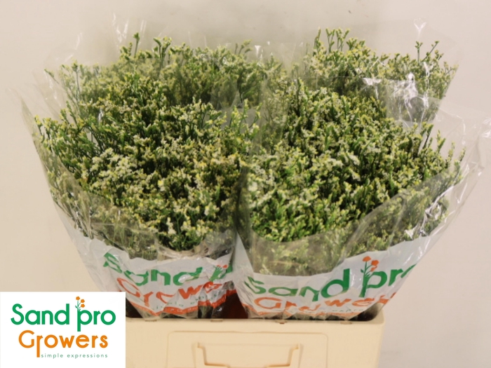 <h4>LIM SIN COOL DIAMOND</h4>