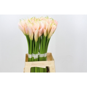 Zantedeschia Eydolls Salmon