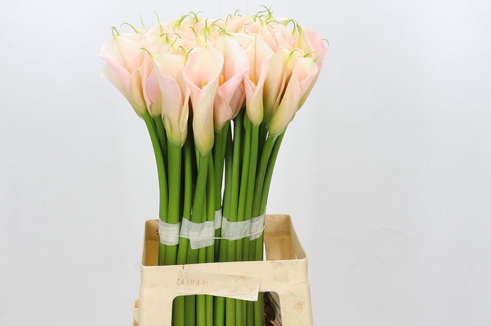 Zantedeschia Eydolls Salmon