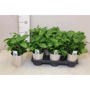 COFFEA ARABICA