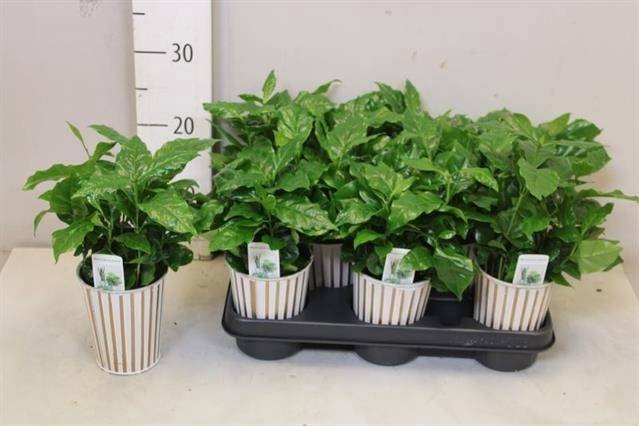 <h4>COFFEA ARABICA</h4>