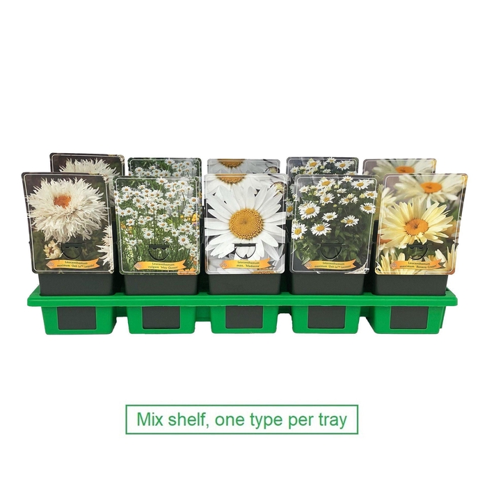 <h4>Leucanthemum maximum</h4>