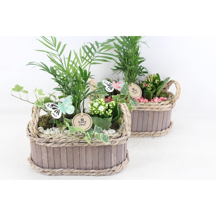 <h4>Arr2 Pl - Hout Ovaal Cleo - Roze/wit</h4>