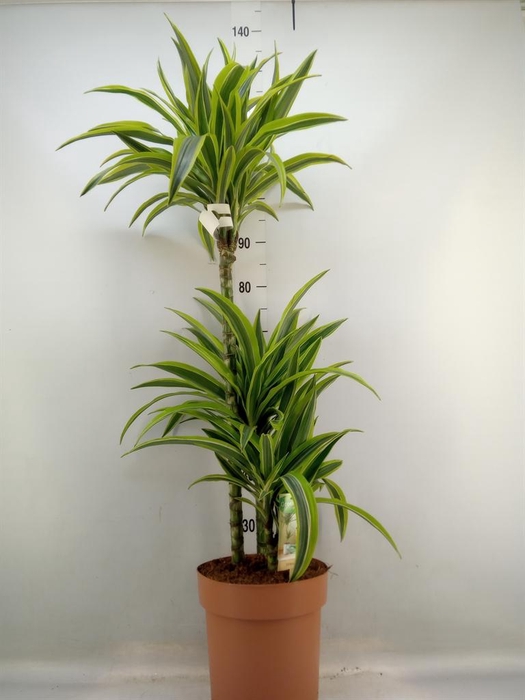 <h4>Dracaena fr de 'LemonLime'</h4>