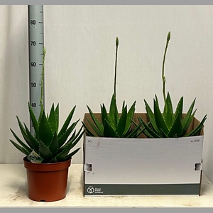ALOE PERFOLIATA