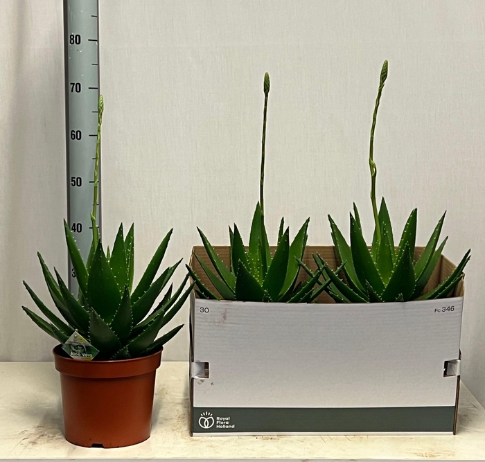 <h4>ALOE PERFOLIATA</h4>