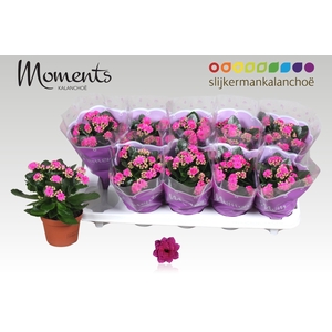 KAL GE SHADOW PURPLE