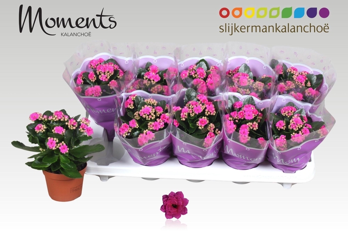 <h4>KAL GE SHADOW PURPLE</h4>