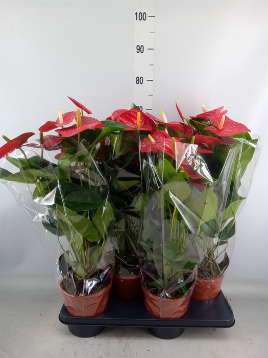 <h4>Anthurium andr. 'Jambo Red'</h4>