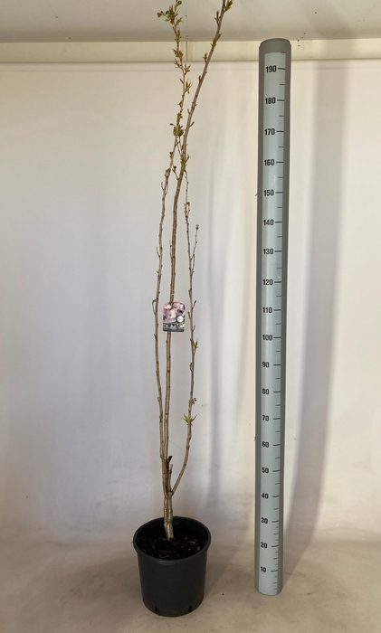 <h4>PRUN SE AMANOGAWA</h4>