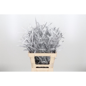 Grevilea Ivanhoe Kl Bh Zilver