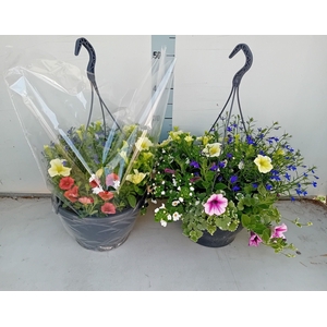 HANGING BASKETS