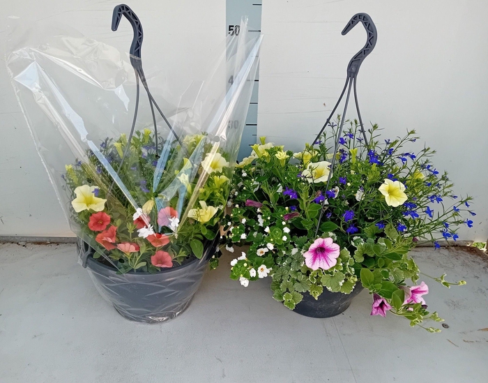 <h4>HANGING BASKETS</h4>