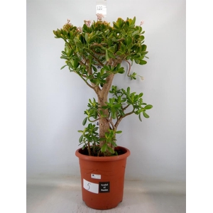 Crassula ovata 'Sunset'