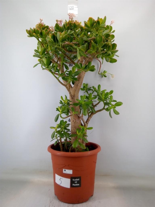 <h4>Crassula ovata 'Sunset'</h4>