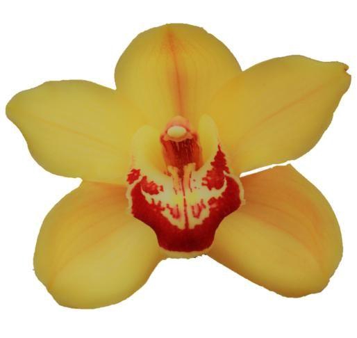 <h4>CYMB T RIJSENHOUT</h4>