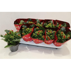 arr8 Kal En Lipstick Red