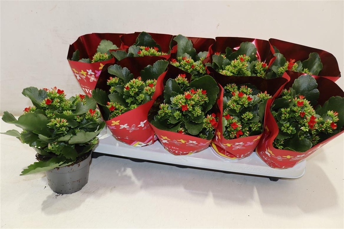 <h4>arr8 Kal En Lipstick Red</h4>