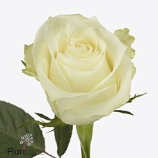 Rosa large albatros